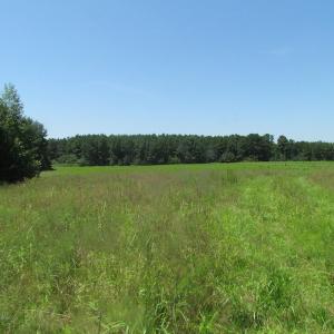 Photo of UNDER CONTRACT!  29 Acres of Hunting and Timber Land in Greensville County VA!