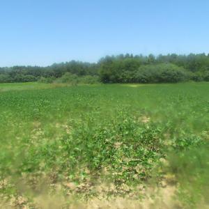 Photo of UNDER CONTRACT!  29 Acres of Hunting and Timber Land in Greensville County VA!