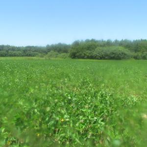 Photo of UNDER CONTRACT!  29 Acres of Hunting and Timber Land in Greensville County VA!
