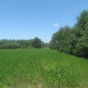 Photo of UNDER CONTRACT!  29 Acres of Hunting and Timber Land in Greensville County VA!
