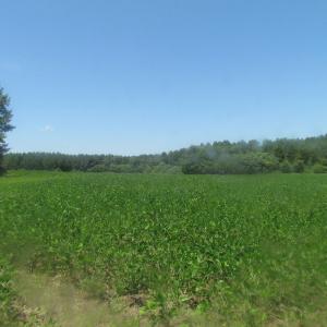 Photo of UNDER CONTRACT!  29 Acres of Hunting and Timber Land in Greensville County VA!