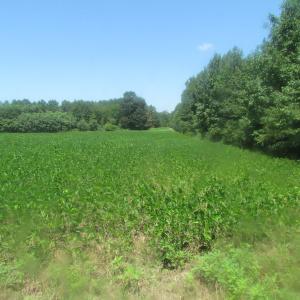Photo of UNDER CONTRACT!  29 Acres of Hunting and Timber Land in Greensville County VA!