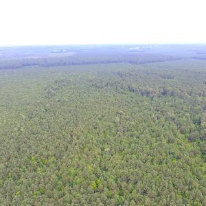 Photo of UNDER CONTRACT!  53 Acres of Hunting and Timber Land  For Sale in Suffolk VA!
