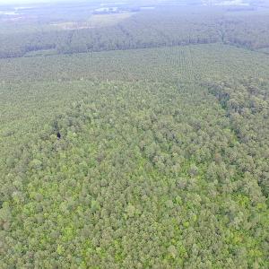 Photo of UNDER CONTRACT!  53 Acres of Hunting and Timber Land  For Sale in Suffolk VA!