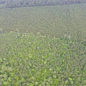 Photo of UNDER CONTRACT!  53 Acres of Hunting and Timber Land  For Sale in Suffolk VA!