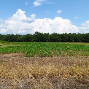 Photo of UNDER CONTRACT!  53 Acres of Hunting and Timber Land  For Sale in Suffolk VA!