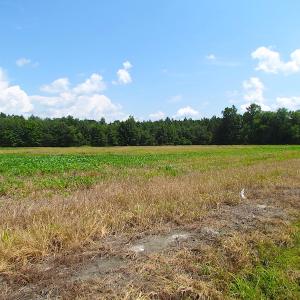 Photo of UNDER CONTRACT!  53 Acres of Hunting and Timber Land  For Sale in Suffolk VA!