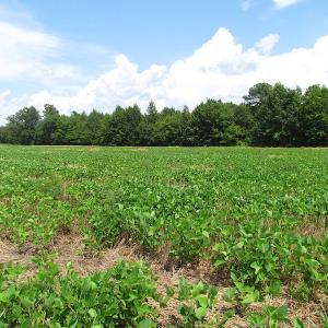 Photo of UNDER CONTRACT!  53 Acres of Hunting and Timber Land  For Sale in Suffolk VA!