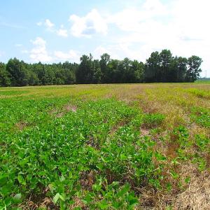 Photo of UNDER CONTRACT!  53 Acres of Hunting and Timber Land  For Sale in Suffolk VA!