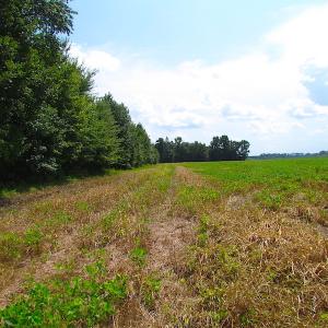 Photo of UNDER CONTRACT!  53 Acres of Hunting and Timber Land  For Sale in Suffolk VA!