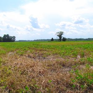 Photo of UNDER CONTRACT!  53 Acres of Hunting and Timber Land  For Sale in Suffolk VA!