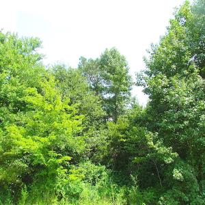 Photo of UNDER CONTRACT!  53 Acres of Hunting and Timber Land  For Sale in Suffolk VA!