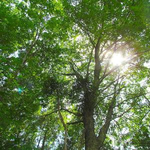 Photo of UNDER CONTRACT!  53 Acres of Hunting and Timber Land  For Sale in Suffolk VA!