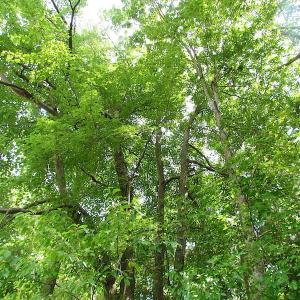 Photo of UNDER CONTRACT!  53 Acres of Hunting and Timber Land  For Sale in Suffolk VA!