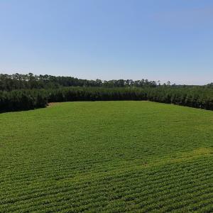 Photo of UNDER CONTRACT!  61.43 Acres of Farm and Timber Land For Sale in Wilson County NC!
