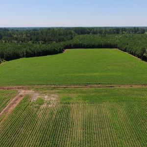 Photo of UNDER CONTRACT!  61.43 Acres of Farm and Timber Land For Sale in Wilson County NC!
