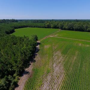 Photo of UNDER CONTRACT!  61.43 Acres of Farm and Timber Land For Sale in Wilson County NC!