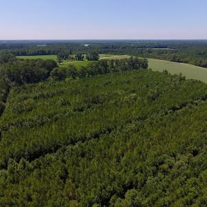 Photo of UNDER CONTRACT!  61.43 Acres of Farm and Timber Land For Sale in Wilson County NC!
