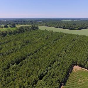 Photo of UNDER CONTRACT!  61.43 Acres of Farm and Timber Land For Sale in Wilson County NC!