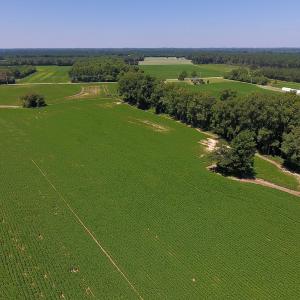Photo of UNDER CONTRACT!  61.43 Acres of Farm and Timber Land For Sale in Wilson County NC!