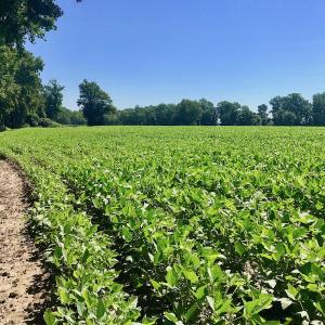 Photo of UNDER CONTRACT!  61.43 Acres of Farm and Timber Land For Sale in Wilson County NC!