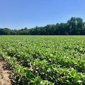 Photo of UNDER CONTRACT!  61.43 Acres of Farm and Timber Land For Sale in Wilson County NC!