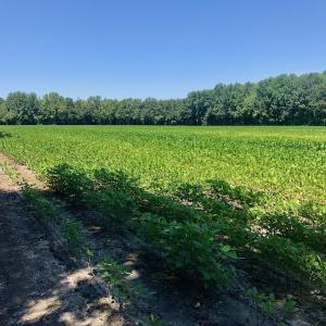 Photo of UNDER CONTRACT!  61.43 Acres of Farm and Timber Land For Sale in Wilson County NC!