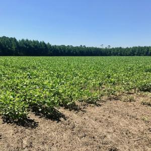 Photo of UNDER CONTRACT!  61.43 Acres of Farm and Timber Land For Sale in Wilson County NC!