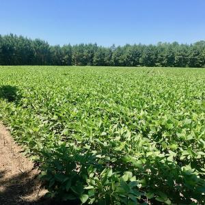 Photo of UNDER CONTRACT!  61.43 Acres of Farm and Timber Land For Sale in Wilson County NC!