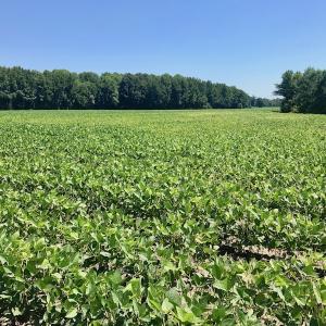 Photo of UNDER CONTRACT!  61.43 Acres of Farm and Timber Land For Sale in Wilson County NC!