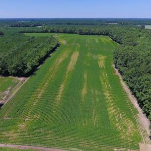 Photo of UNDER CONTRACT!  61.43 Acres of Farm and Timber Land For Sale in Wilson County NC!