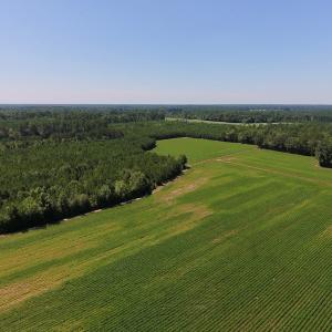 Photo of UNDER CONTRACT!  61.43 Acres of Farm and Timber Land For Sale in Wilson County NC!