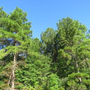 Photo of UNDER CONTRACT!  27.72 Acres of Timber and Hunting Land for Sale in Pender County NC!