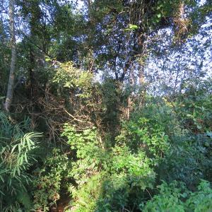 Photo of UNDER CONTRACT!  27.72 Acres of Timber and Hunting Land for Sale in Pender County NC!