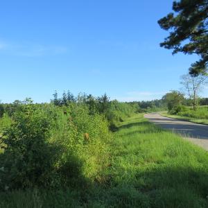 Photo of UNDER CONTRACT!  27.72 Acres of Timber and Hunting Land for Sale in Pender County NC!