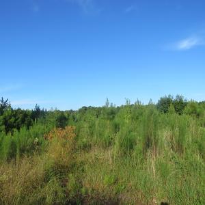 Photo of UNDER CONTRACT!  27.72 Acres of Timber and Hunting Land for Sale in Pender County NC!