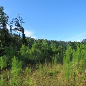 Photo of UNDER CONTRACT!  27.72 Acres of Timber and Hunting Land for Sale in Pender County NC!
