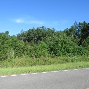 Photo of UNDER CONTRACT!  27.72 Acres of Timber and Hunting Land for Sale in Pender County NC!