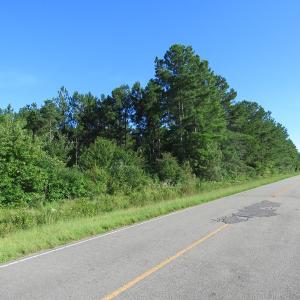 Photo of UNDER CONTRACT!  27.72 Acres of Timber and Hunting Land for Sale in Pender County NC!