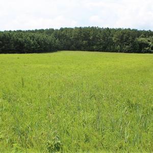 Photo of UNDER CONTRACT!  25 Acres of Recreational Land For Sale in Lunenburg County VA!
