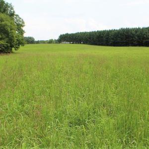 Photo of UNDER CONTRACT!  25 Acres of Recreational Land For Sale in Lunenburg County VA!