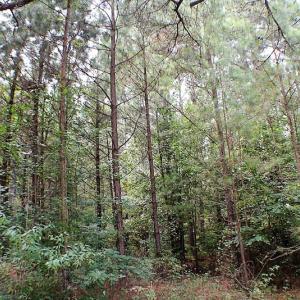Photo of UNDER CONTRACT!  25 Acres of Recreational Land For Sale in Lunenburg County VA!