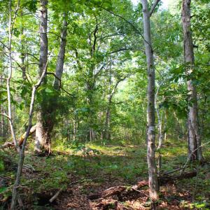 Photo of UNDER CONTRACT! 15 Acres of Residential Land For Sale in Chatham County NC!