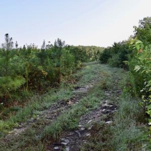 Photo of UNDER CONTRACT!  10 Acres of Hunting Land For Sale in Henry County VA!