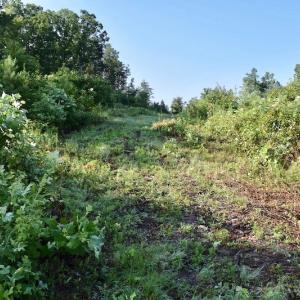Photo of UNDER CONTRACT!  10 Acres of Hunting Land For Sale in Henry County VA!