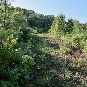Photo of UNDER CONTRACT!  10 Acres of Hunting Land For Sale in Henry County VA!