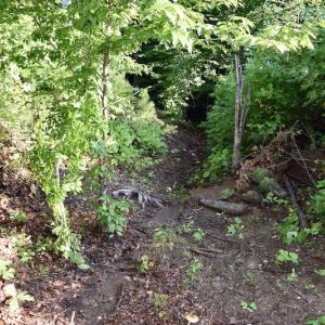 Photo of UNDER CONTRACT!  10 Acres of Hunting Land For Sale in Henry County VA!