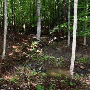 Photo of UNDER CONTRACT!  10 Acres of Hunting Land For Sale in Henry County VA!