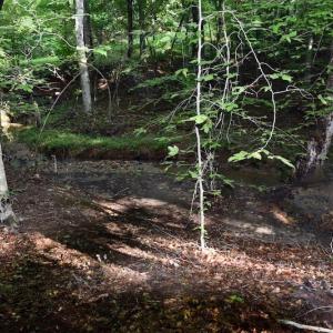 Photo of UNDER CONTRACT!  10 Acres of Hunting Land For Sale in Henry County VA!