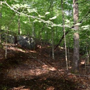 Photo of UNDER CONTRACT!  10 Acres of Hunting Land For Sale in Henry County VA!